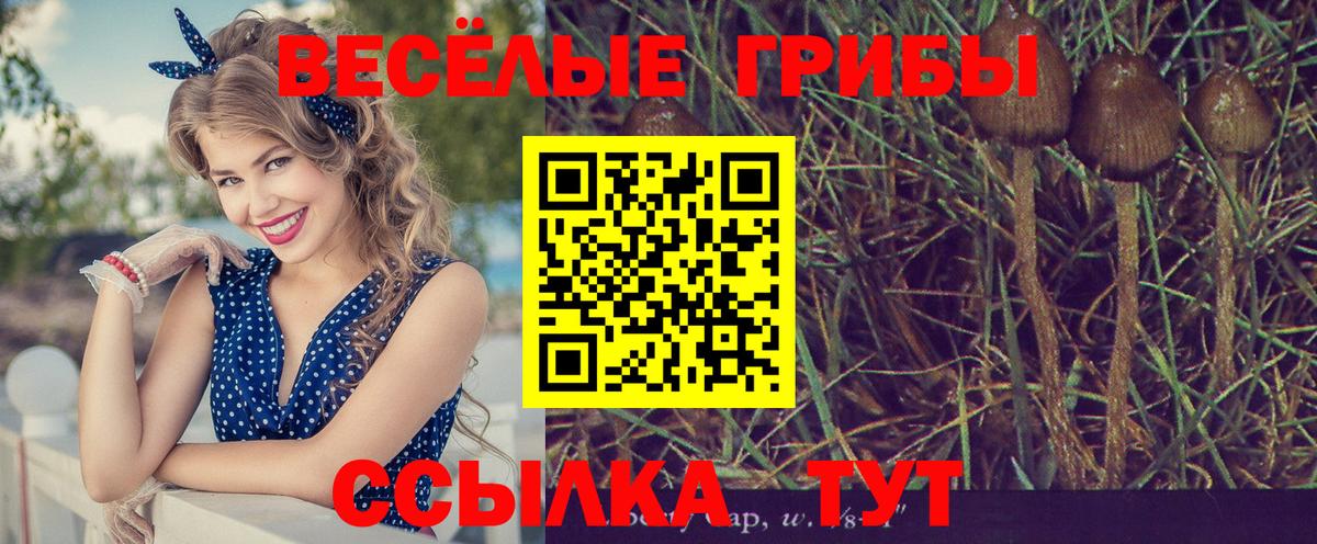 Псилоцибиновые грибы прущие грибы  Вход с VPN  Псилоцибиновые грибы мицелий  Кызыл 